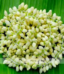 Indian Jasmine Flower